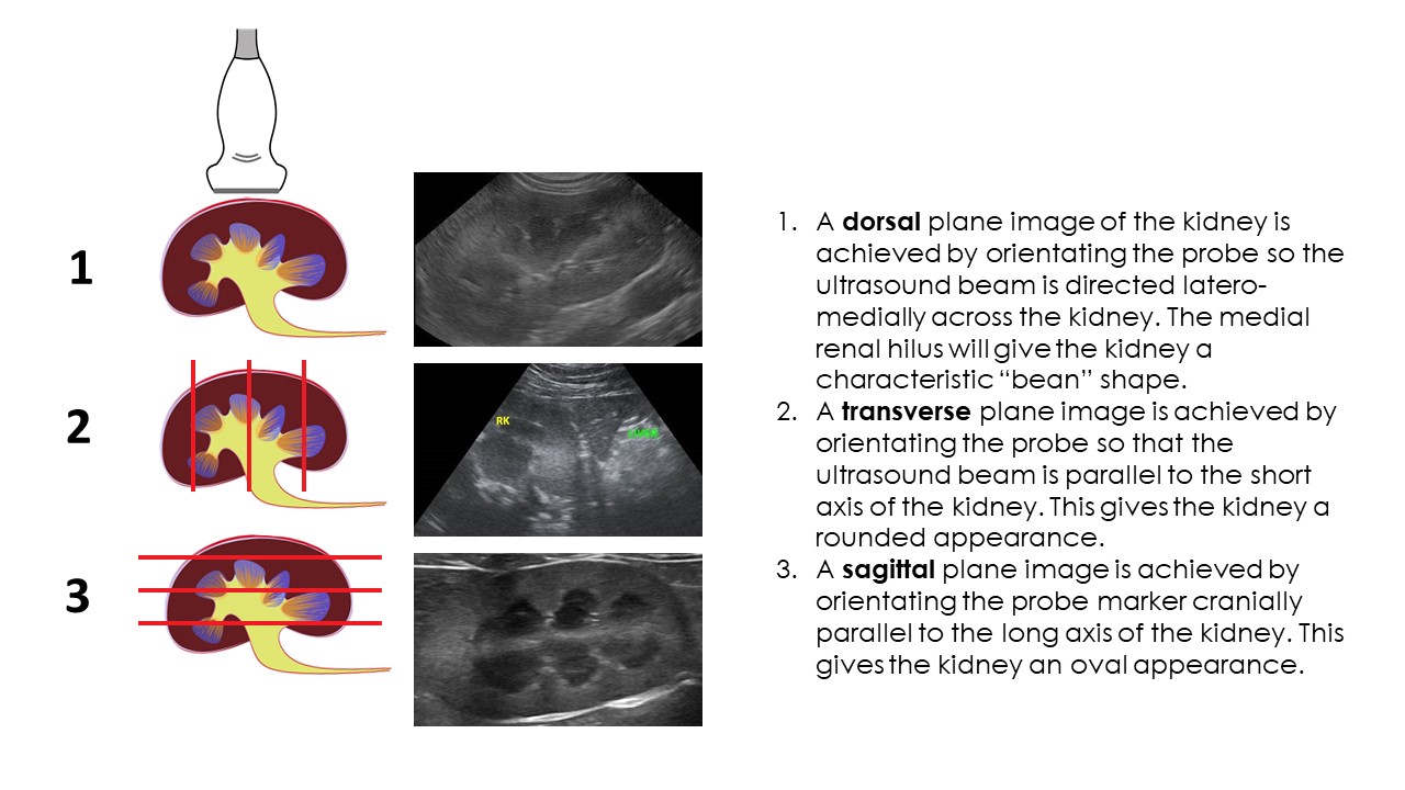 organ-specifics-series-ultrasonography